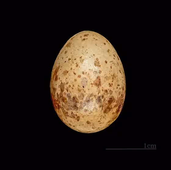 Dokumentasi Carpodacus sibiricus