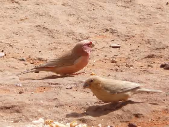 Dokumentasi Carpodacus synoicus
