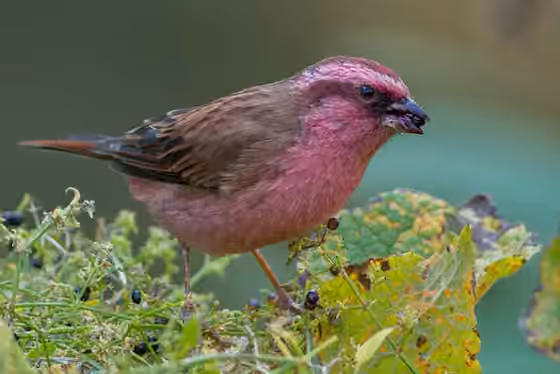 Dokumentasi Carpodacus rodochroa
