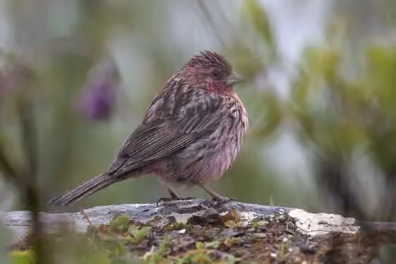 Dokumentasi Carpodacus waltoni