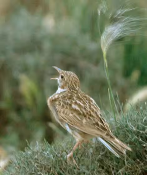 Dokumentasi Chersophilus duponti