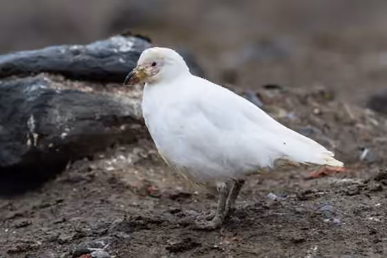 Dokumentasi Chionis albus