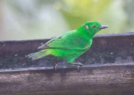 Dokumentasi Chlorochrysa phoenicotis