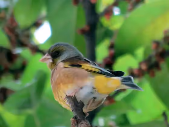 Dokumentasi Chloris sinica