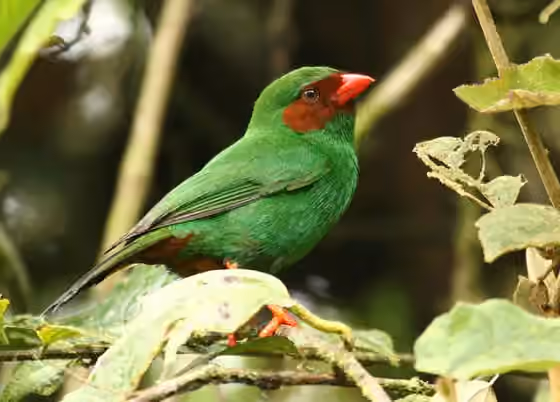 Dokumentasi Chlorornis riefferii