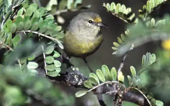 Dokumentasi Chlorodrepanis flava