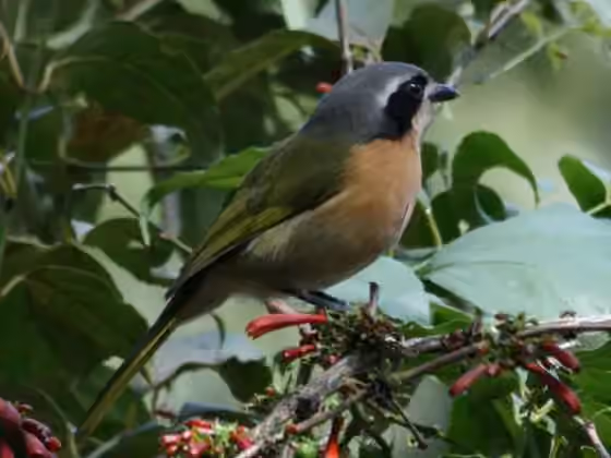 Dokumentasi Chlorophoneus olivaceus