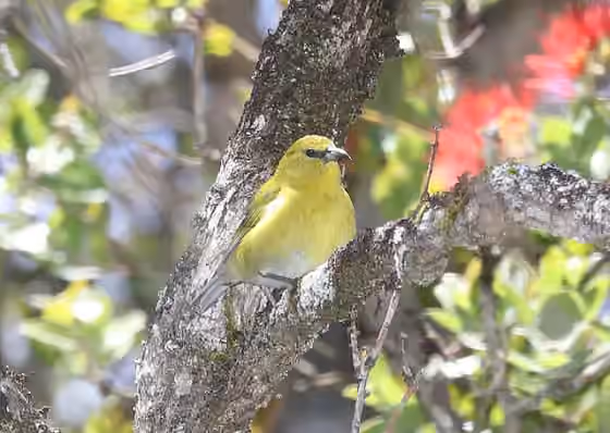 Dokumentasi Chlorodrepanis stejnegeri
