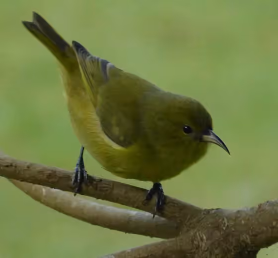 Dokumentasi Chlorodrepanis virens