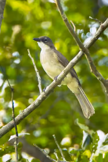 Dokumentasi Chlorocichla simplex