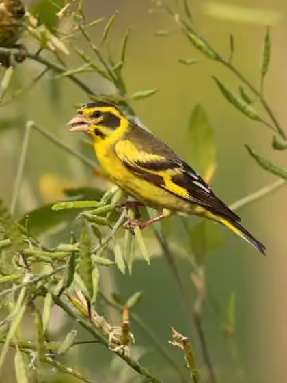 Dokumentasi Chloris spinoides