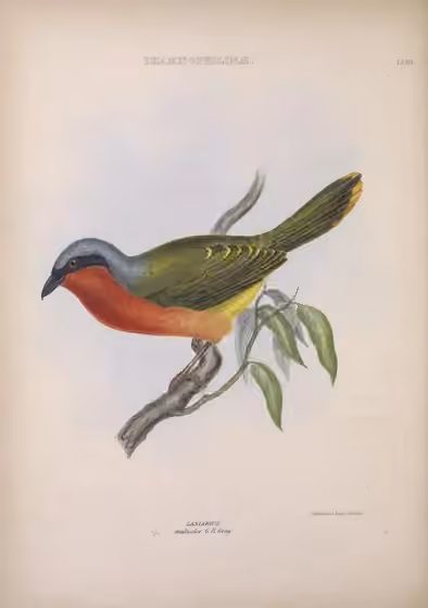 Ilustrasi Chlorophoneus multicolor