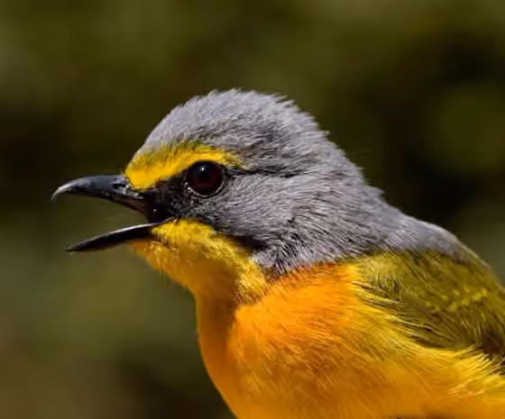 Dokumentasi Chlorophoneus sulfureopectus