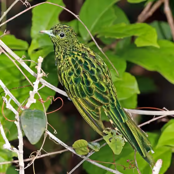 Dokumentasi Chrysococcyx cupreus