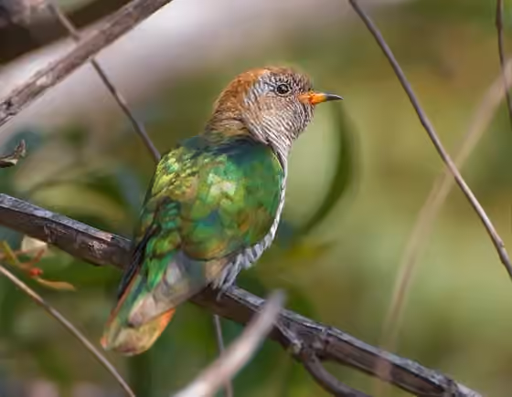 Dokumentasi Chrysococcyx maculatus