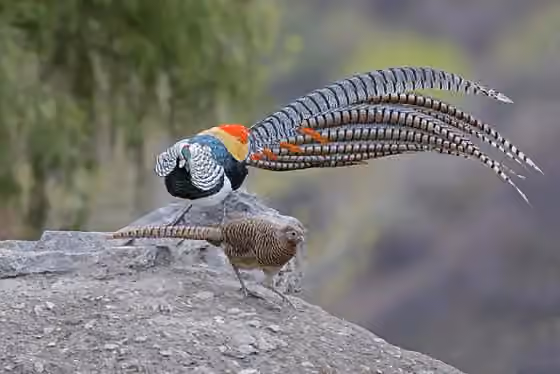Dokumentasi Chrysolophus amherstiae