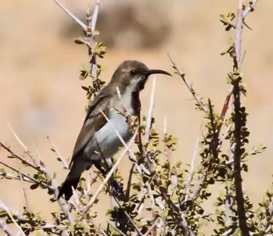 Dokumentasi Cinnyris fuscus