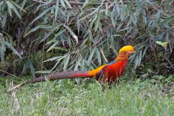 Dokumentasi Chrysolophus pictus