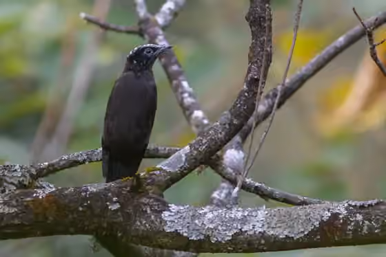 Dokumentasi Cochoa purpurea