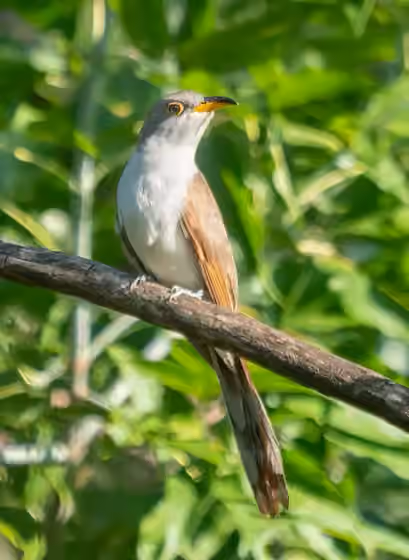 Dokumentasi Coccyzus americanus