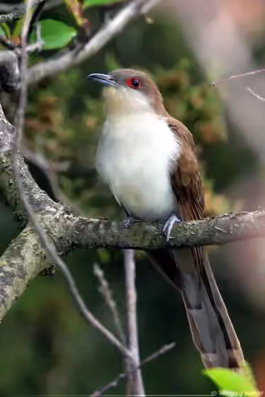 Dokumentasi Coccyzus erythropthalmus