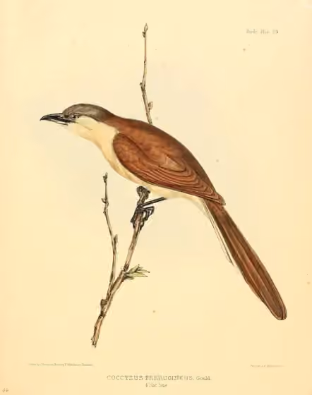 Ilustrasi Coccyzus ferrugineus