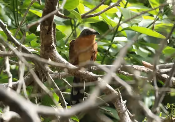 Dokumentasi Coccyzus lansbergi