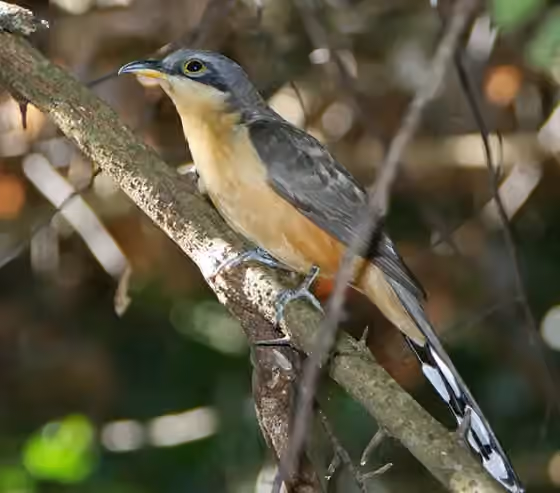 Dokumentasi Coccyzus minor
