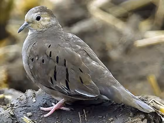 Dokumentasi Columbina buckleyi