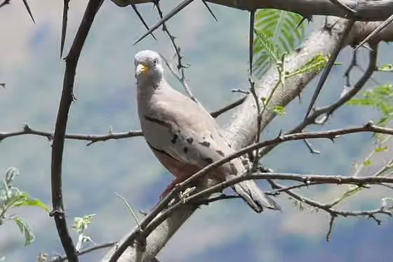 Dokumentasi Columbina cruziana