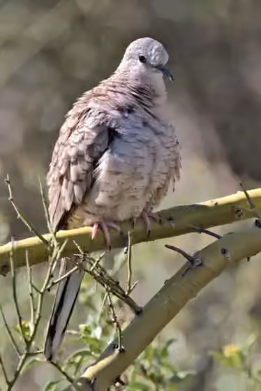Dokumentasi Columbina inca