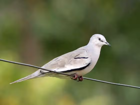 Dokumentasi Columbina picui