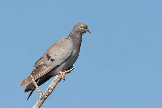 Dokumentasi Columba eversmanni