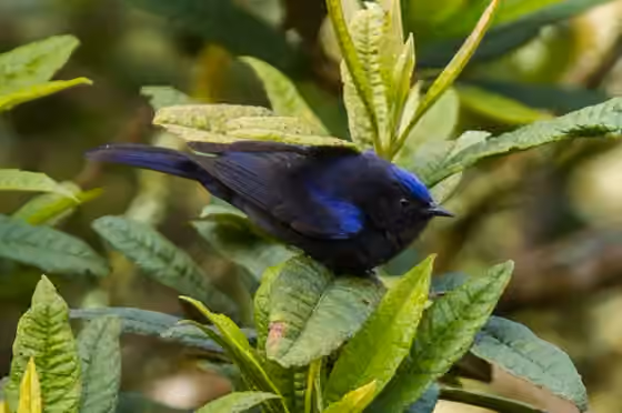 Dokumentasi Conirostrum albifrons