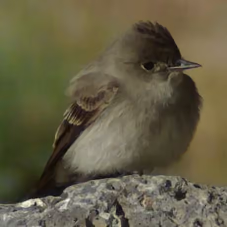 Dokumentasi Contopus sordidulus