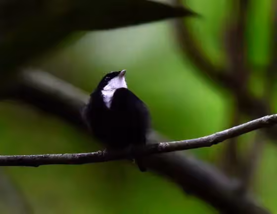 Dokumentasi Corapipo gutturalis