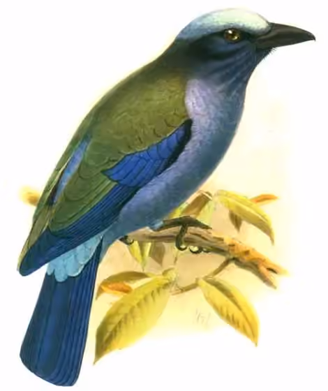 Ilustrasi Coracias temminckii