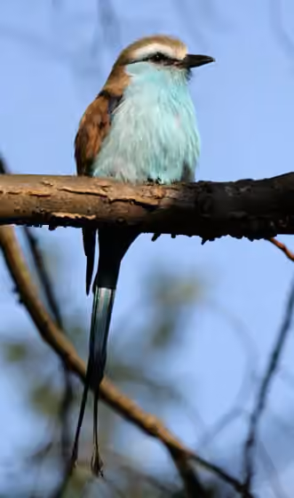 Dokumentasi Coracias spatulatus