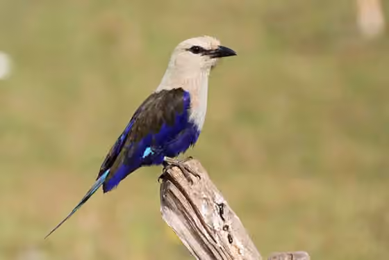 Dokumentasi Coracias cyanogaster