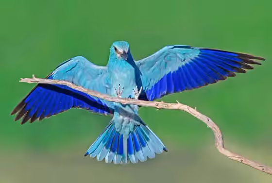 Dokumentasi Coracias garrulus