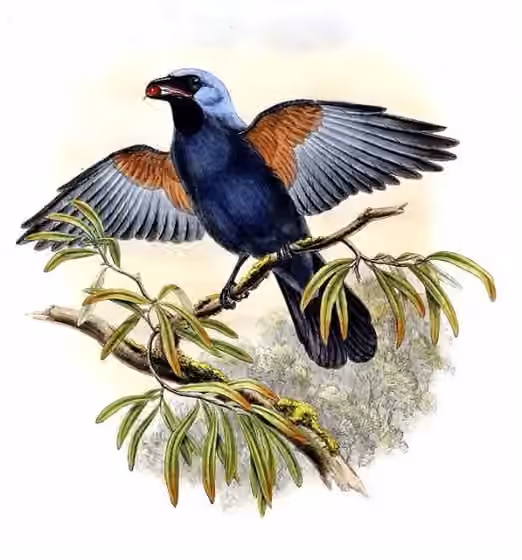 Ilustrasi Coracina caeruleogrisea