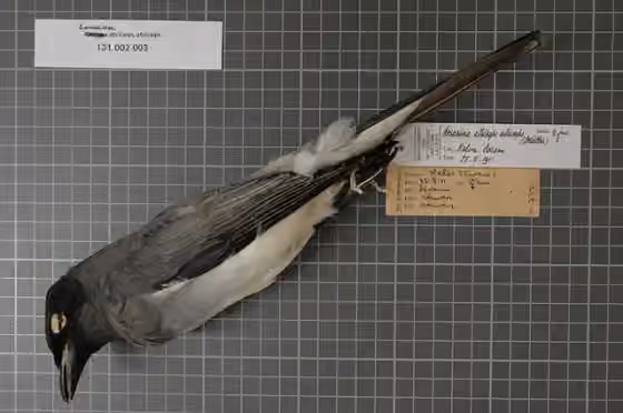 Spesimen koleksi Coracina atriceps dengan label koleksi