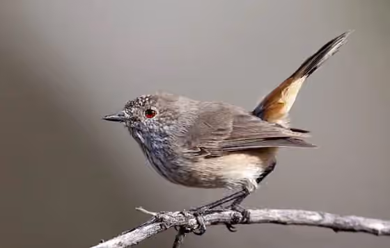 Dokumentasi Acanthiza apicalis