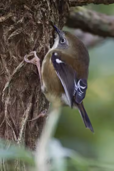 Dokumentasi Acanthornis magna