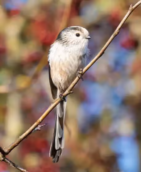 Dokumentasi Aegithalos caudatus