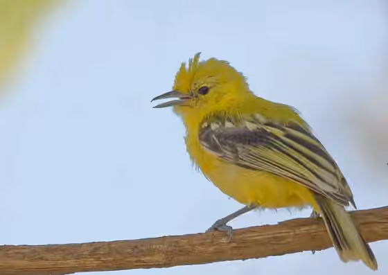 Dokumentasi Aegithina nigrolutea