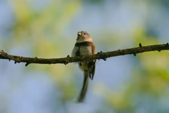 Dokumentasi Aegithalos fuliginosus