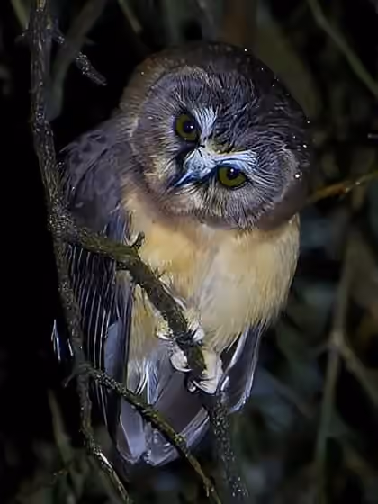 Dokumentasi Aegolius ridgwayi