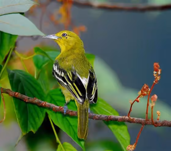 Dokumentasi Aegithina tiphia