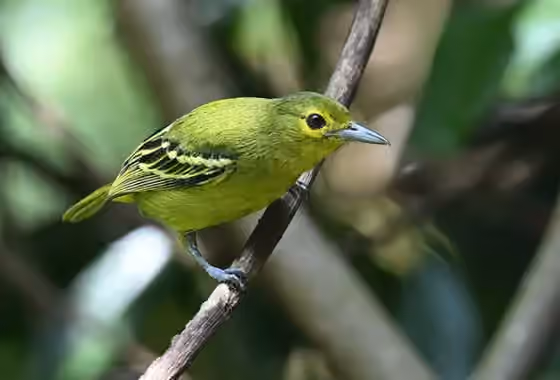 Dokumentasi Aegithina viridissima